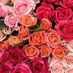 Assorted Pink Roses - Thumb
